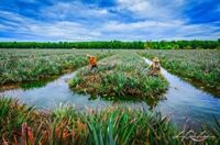 Tour du lịch Hồ Chí Minh - Châu Đốc - Hà Tiên - Cần Thơ 4 ngày 3 đêm