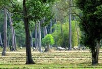 Tour Du lịch Nam Cát Tiên 2 ngày 1 đêm