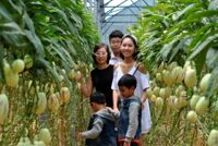 Tour du lịch nhà vườn hấp dẫn tại Đà Lạt
