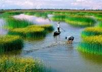 Tour ghép Đà Nẵng Miền Tây dịp tết nguyên đán 2026