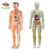 Toysmith Cơ Thể Con Người Bộ Xương Mô Hình Cơ Thể Phần Cơ Thể Organ Đồ Chơi Giáo Dục Con Người Torso Organ Mô Hình Cho Trẻ Em Dụng Cụ Giảng Dạy