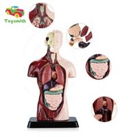Toysmith Mô hình cơ thể con người Mô hình Humam có thể tháo rời 5 bộ phận có thể tháo rời có chân đế Cơ quan con người Mô hình có thể tháo rời cho dụng cụ giáo dục