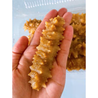 [TPHCM] HẢI SÂM GAI VÀNG (500gr)