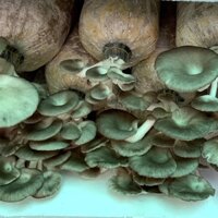 [TPHCM] PHÔI NẤM BÀO NGƯ XÁM LỚN (Combo 10 bịch)