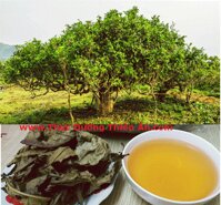 TRÀ BANCHA CỔ THỤ (TRÀ SHAN TUYẾT )