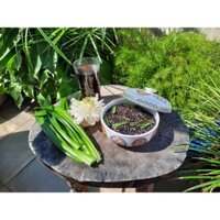 Trà Đậu Đen Gạo Lứt Huyết Rồng 1Kg