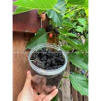 Trà dâu tằm tang thầm hàng chọn không sạn