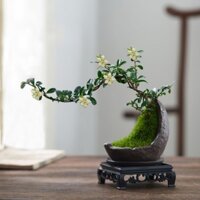 Trà Phúc Kiến cảnh nhỏ chậu lâm thủy vách núi tạo hình trong nhà cây xanh hoa thiền ý kiểu Trung Quốc trang trí bàn trà