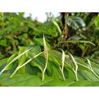 TRÀ SHAN TUYẾT CỔ THỤ - TRÀ HẢO HẠNG HÀ GIANG