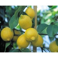 Trà Thanh Yên Mật Ong