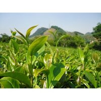 Trà Xanh Hữu Cơ - trahuuco