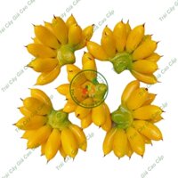 Trái cây giả, 10 nải chuối cau 11 trái/nải, trái cây nhựa, decor