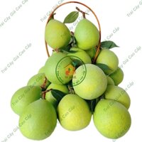 Trái cây giả, 10 trái bưởi nhỏ, trái cây nhựa, decor