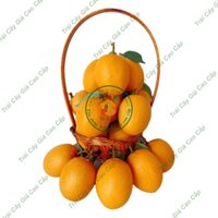 Trái cây giả, 10 trái sapoche ( hồng xiêm ) , trái cây nhựa, decor