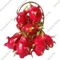 Trái cây giả, 10 trái thanh long, trái cây nhựa, decor