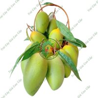 Trái cây giả, 10 trái xoài cát, trái cây nhựa, decor