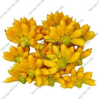 Trái cây giả, 15 nải chuối cau 11 trái/nải, trái cây nhựa, decor