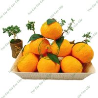 Trái cây giả, 15 trái cam sành vàng , trái cây nhựa, decor