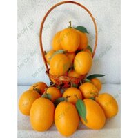 Trái cây giả, 15 trái sapoche hồng xiêm trái cây giả trang trí giống thật