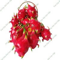 Trái cây giả, 15 trái thanh long, trái cây nhựa, decor