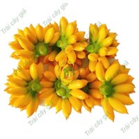 Trái cây giả, 20 nải chuối cau trái cây giả trang trí giống thật