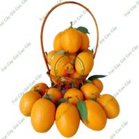 Trái cây giả, 20 trái sapoche ( hồng xiêm ) , trái cây nhựa, decor