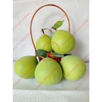 Trái cây giả, 5 trái bưởi trung, trái cây mô hình, quả giả - trang trí nhà cửa