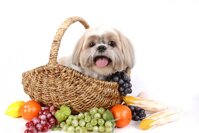 Trái cây nào tốt và an toàn trong khẩu phần ăn của chó?