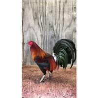 TRẠI GÀ THÀNH ĐÔNG LONG AN . 10 TRỨNG GÀ NÒI MỸ VIỆT .ẤP NỞ CON GIỐNG .TẶN THÊM 2 TRỨNG  .