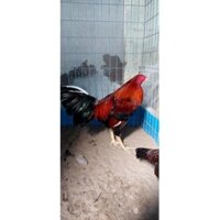 TRẠI GÀ THÀNH ĐÔNG LONG AN . 10 TRỨNG GÀ NÒI SIU MỸ .ẤP NỞ CON GIỐNG .TẶN THÊM 2 TRỨNG  .