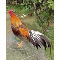 TRẠI GÀ THÀNH ĐÔNG LONG AN . 10 TRỨNG GÀ NÒI THÁI MỸ VIỆT  .ẤP NỞ CON GIỐNG .TẶN THÊM 2 TRỨNG  .