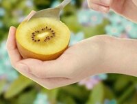 Trái Kiwi Vàng Organic NewZealand - Trái cây nhập khẩu