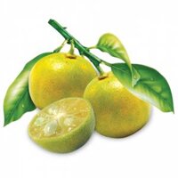 Trái Tắc Tươi Túi 150G