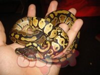 Trăn Ball python – Trăn bóng – Trăn hoàng gia