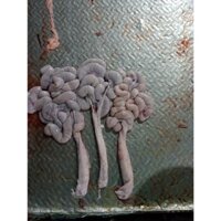 Tràng Lợn,Trễ Lợn(heo) Tươi,Ngon, Giòn Sần Sật 250k/kg(Ship Hỏa Tốc HN)