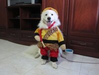 TRANG PHỤC TÔN NGỘ KHÔNG CHO CHÓ MÈO