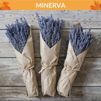 [TRANG TRÍ] 100 cành hoa LAVENDER khô decor, trang trí nhà cửa, phụ kiện chụp ảnh