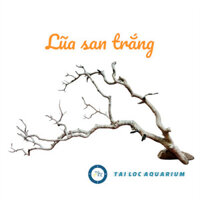 Trang trí bể cá: Lũa san trắng dạng cành (0.5kg) làm layout thủy sinh, lũa decor trang trí,tiểu cảnh