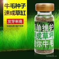 Trang trí bể cá mới, hạt giống cây thủy sinh, cảnh quan sống động, cây thủy sinh mini thật, cặp nhỏ, hạt cỏ lá, nỉ tóc bò