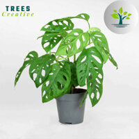 Trang trí [ CÂY TRẦU BÀ LỖ ] (chậu treo) decor sân vườn, ban công, góc thiên nhiên trong nhà....