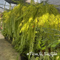 trang trí sân vườn Sabai fer.n (giao hàng ngay quận 1 Hồ Chí Minh)