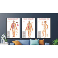 Tranh châm cứu ( đông y ) kt:40x60x3 tranh