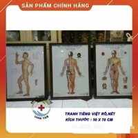Tranh châm cứu huyệt vị 3 tờ - kích thước 50x70cm( BẢN ĐỒ TIẾNG VIỆT)