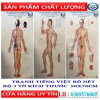 Tranh châm cứu huyệt vị 3 tờ - kích thước 50x70cm