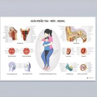 (Tranh Decal Dán) Tranh Giải Phẫu Tai Mũi Họng