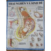 Tranh Giải phẫu Thai Nghén Và Sinh Đẻ 70×90cm tranh treo tường y khoa