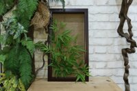 TRANH HOA ĐẤT SÉT – Tranh cành trúc