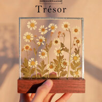 Tranh hoa ép khô cúc tana trang trí Galerie by Trésor (khắc laser lên tranh, viết chữ theo yêu cầu)