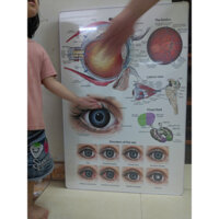 Tranh khung treo nhựa cứng tráng gương nhãn khoa. Tranh giải phẫu mắt nhãn khoa. Xưởng Tranh Kim Nhung.