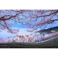 Tranh Poster Decal Dán Tường Phong Cảnh Hoa Anh Đào Nhà Cửa, Decor Phòng Giá Rẻ